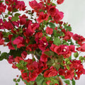Red Bougainvillea Garden Plus