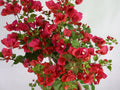 Red Bougainvillea Garden Plus