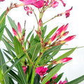 Oleander Garden Plus