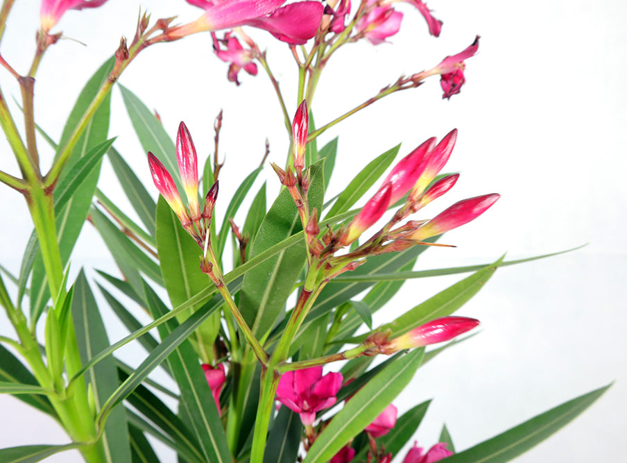 Oleander Garden Plus