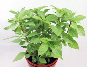 Thai Basil Garden Plus