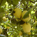Lemon tree Garden Plus