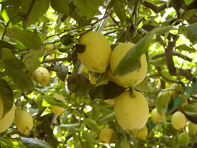 Lemon tree Garden Plus