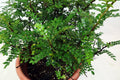 Pistacia weinmannifolia Garden Plus
