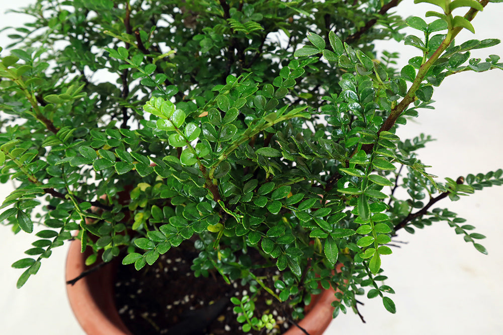 Pistacia weinmannifolia Garden Plus