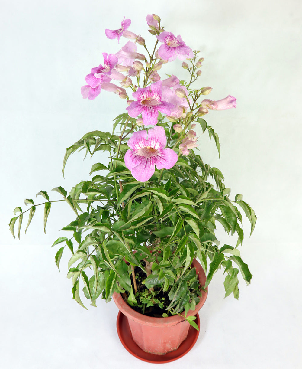 Pink Trumpet Vine Garden Plus