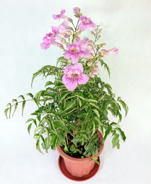 Pink Trumpet Vine Garden Plus