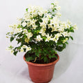 White Bougainvillea Garden Plus