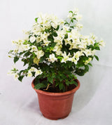 White Bougainvillea Garden Plus