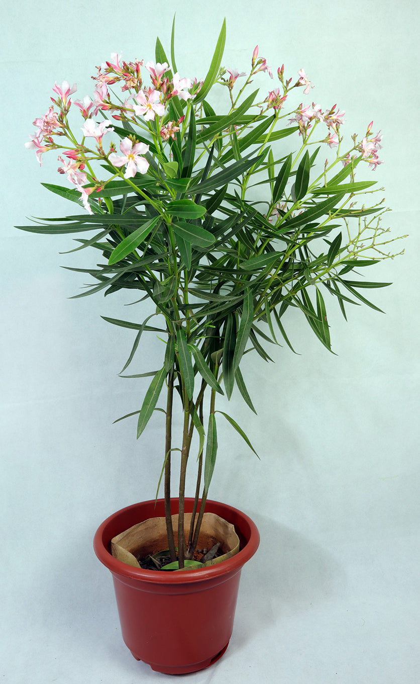 Oleander Garden Plus