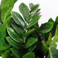 Zamioculcas zamiifolia Garden Plus