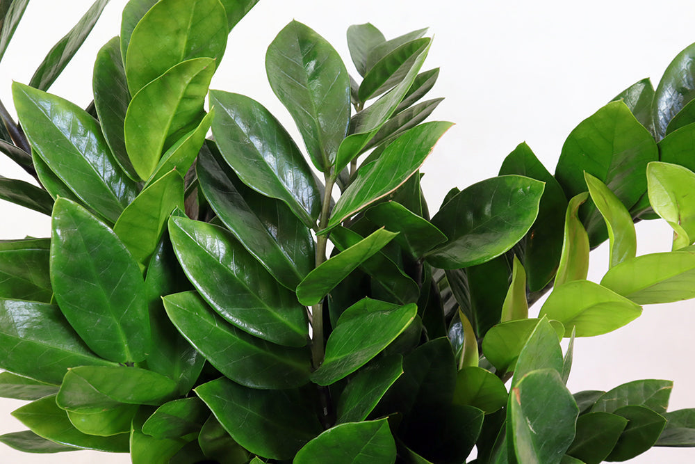 Zamioculcas zamiifolia Garden Plus