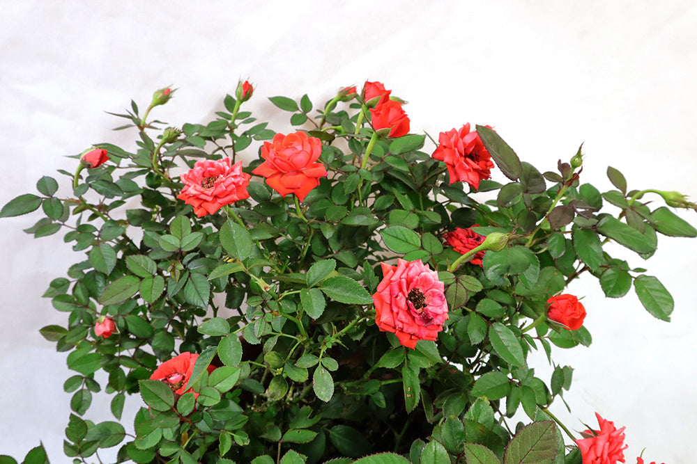 Mini roses Garden Plus