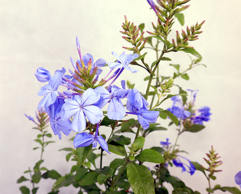 Plumbago Garden Plus