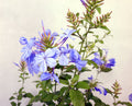 Plumbago Garden Plus