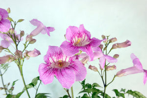 Pink Trumpet Vine Garden Plus