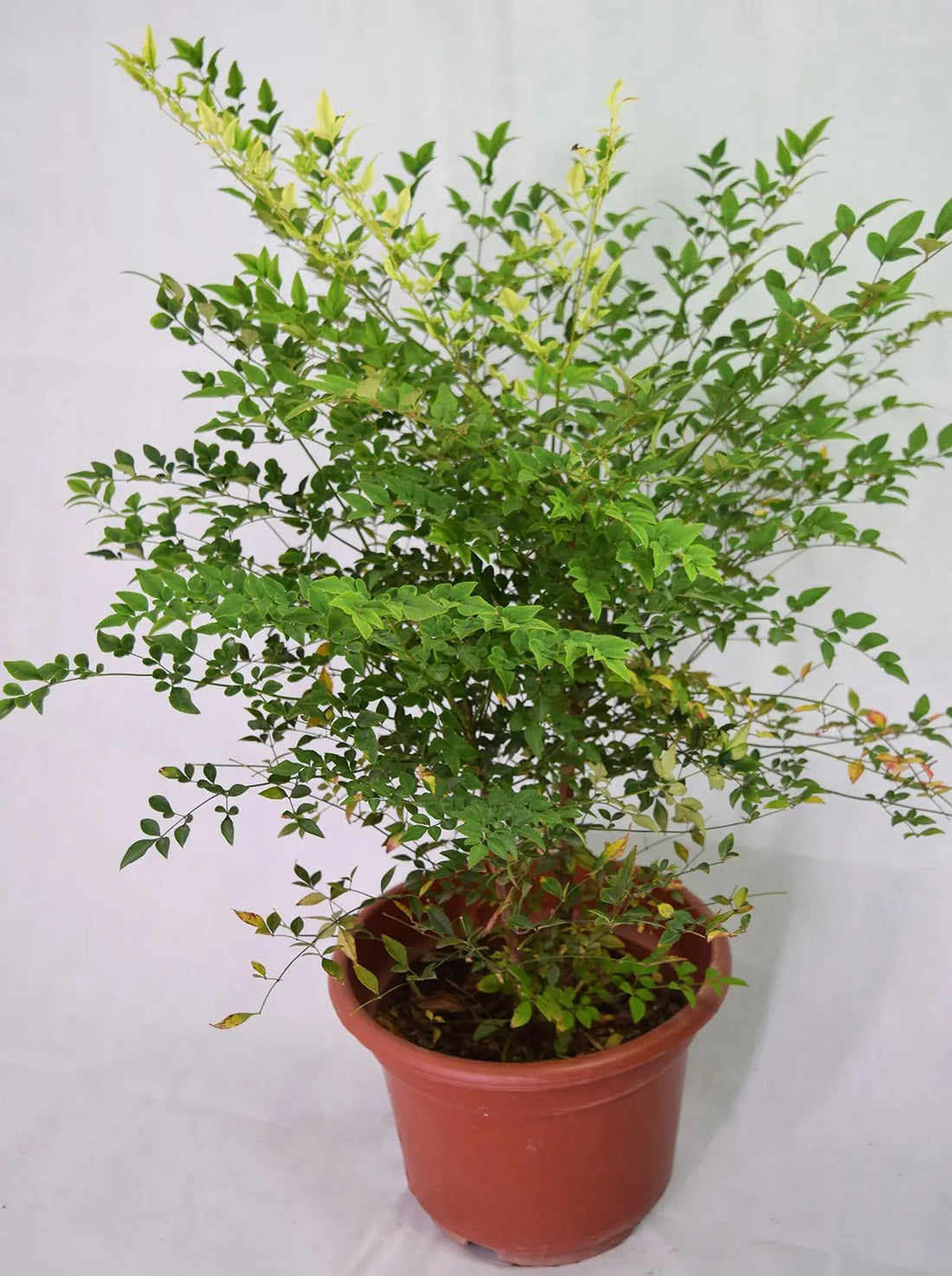 Nandina domestica Garden Plus