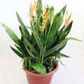 Yellow Heliconia Garden Plus