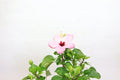 Hibiscus Pink Flower Garden Plus
