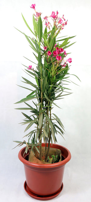 Oleander Garden Plus