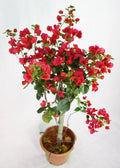 Red Bougainvillea Garden Plus