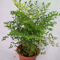 Nandina domestica Garden Plus