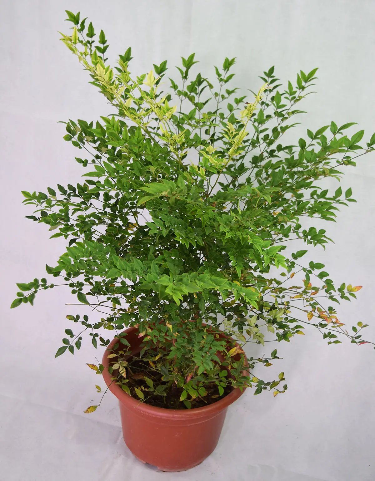 Nandina domestica