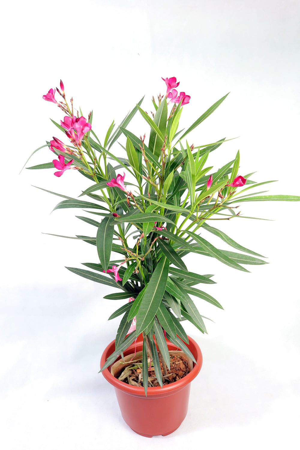 Oleander Garden Plus