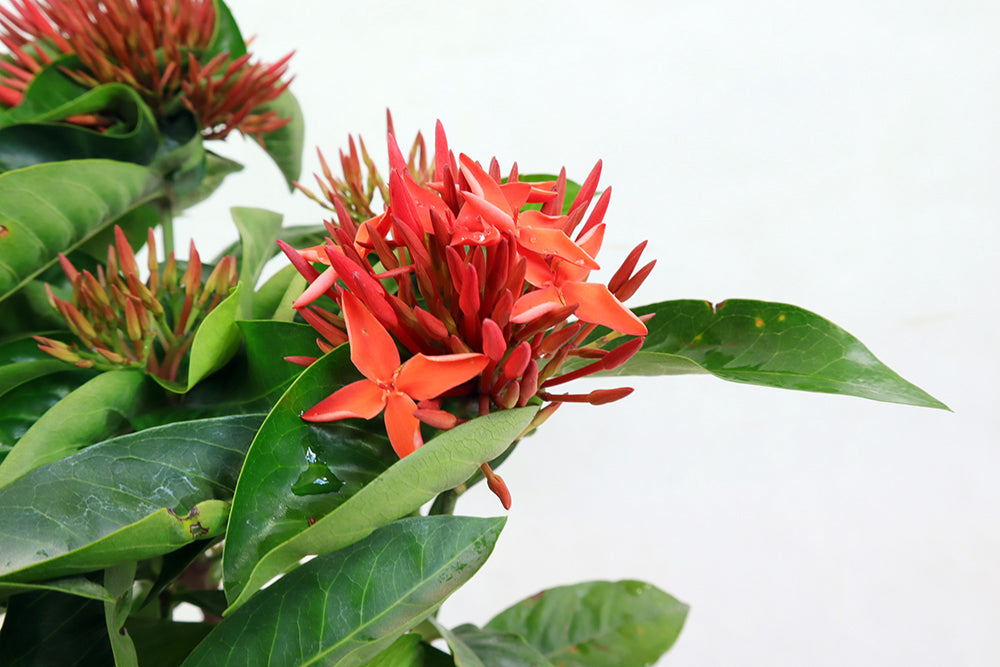 Ixora casei Garden Plus