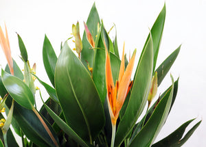 Yellow Heliconia Garden Plus