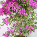 Purple Bougainvillea Garden Plus