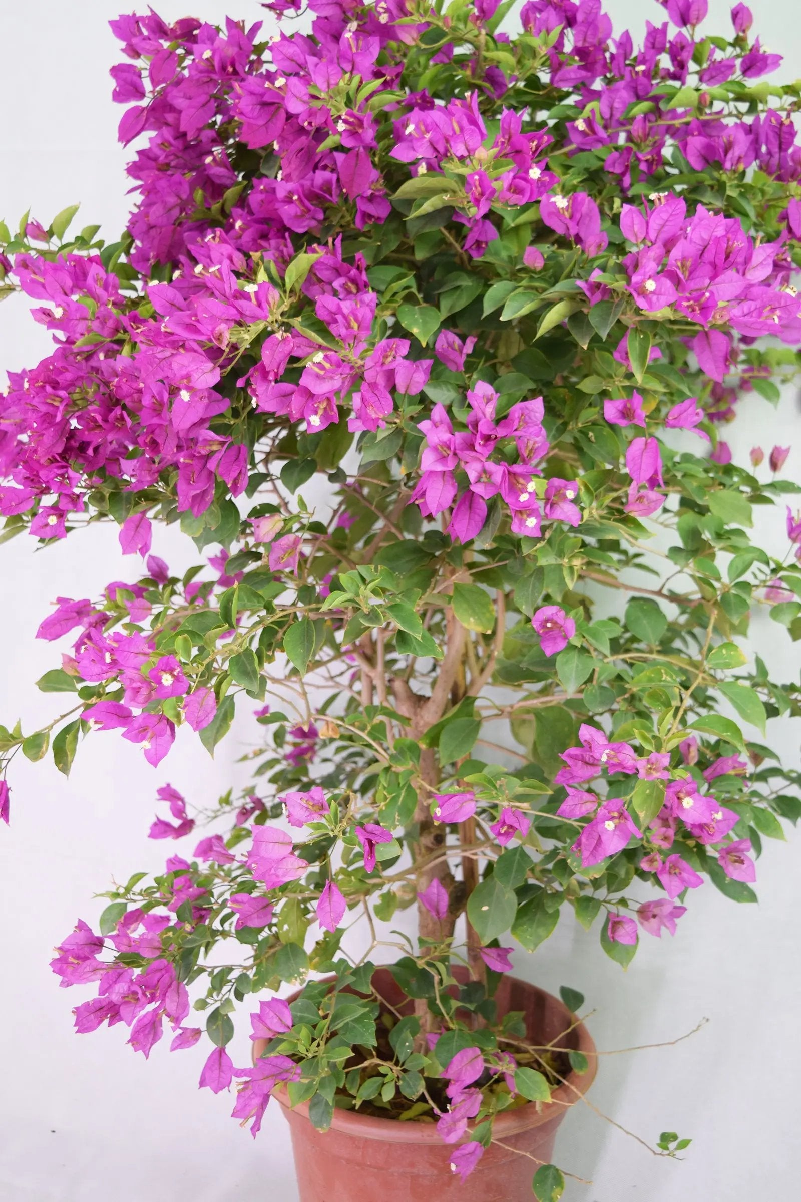 Purple Bougainvillea Garden Plus