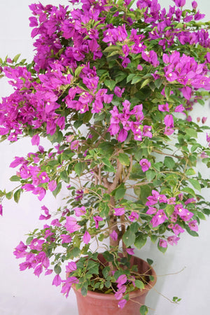 Purple Bougainvillea Garden Plus