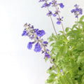 Salvia farinacea Benth Garden Plus