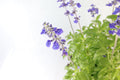 Salvia farinacea Benth Garden Plus