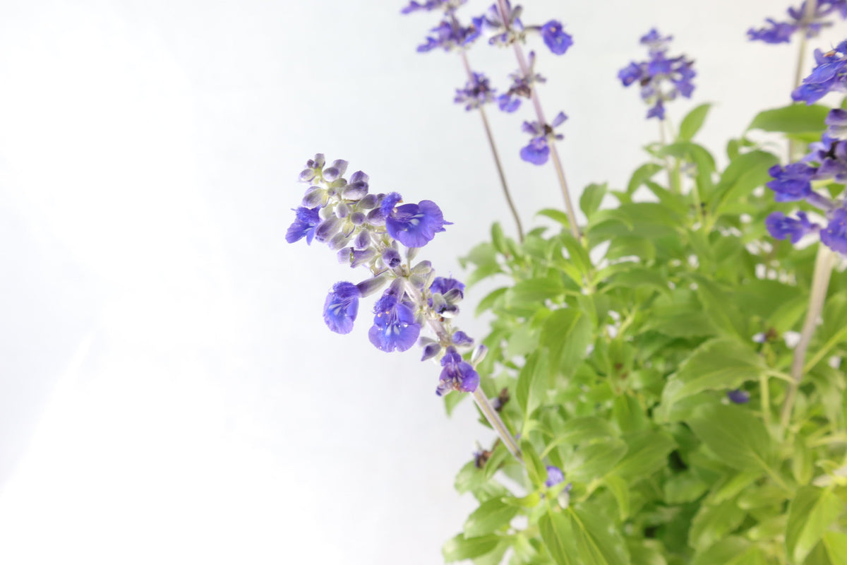 Salvia farinacea Benth