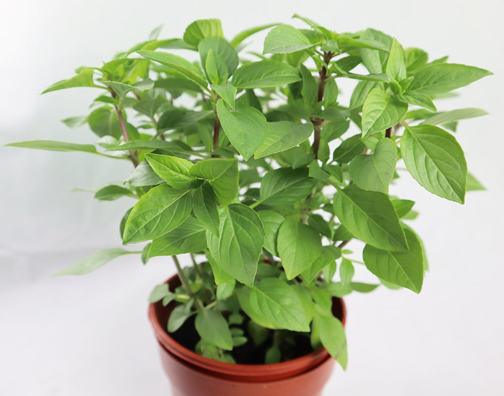 Thai Basil Garden Plus