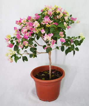 Pink Mixed White Bougainvillea Garden Plus