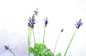 Lavender Pinnata Garden Plus