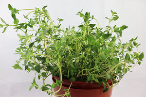 Thyme Garden Plus