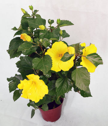 芙蓉黃花