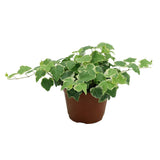 Ivy Plant Garden Plus