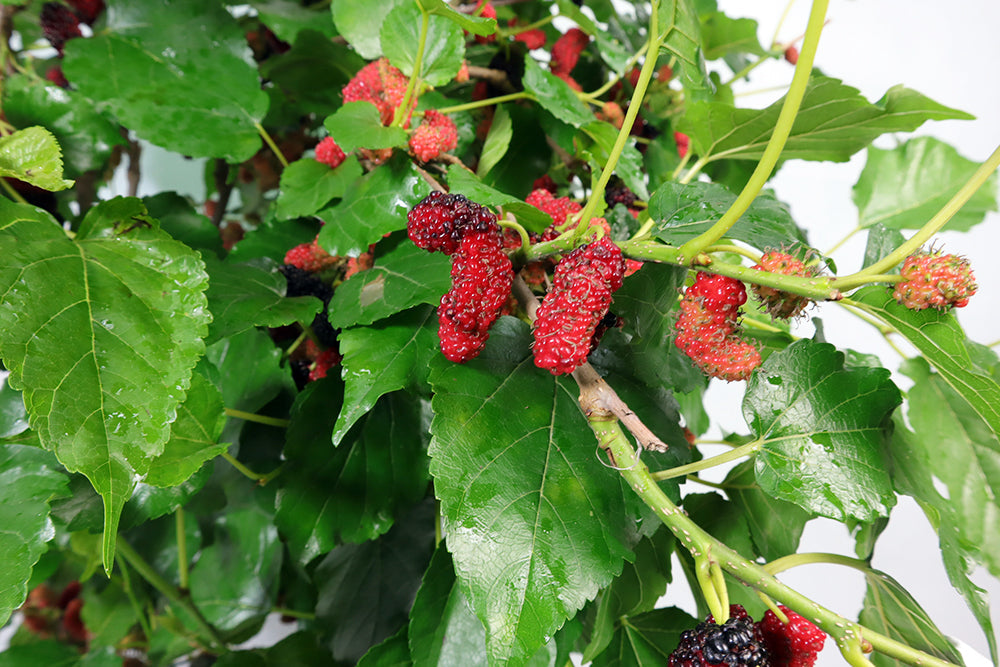 Mulberry tree Garden Plus