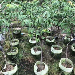 Star Fruit Garden Plus