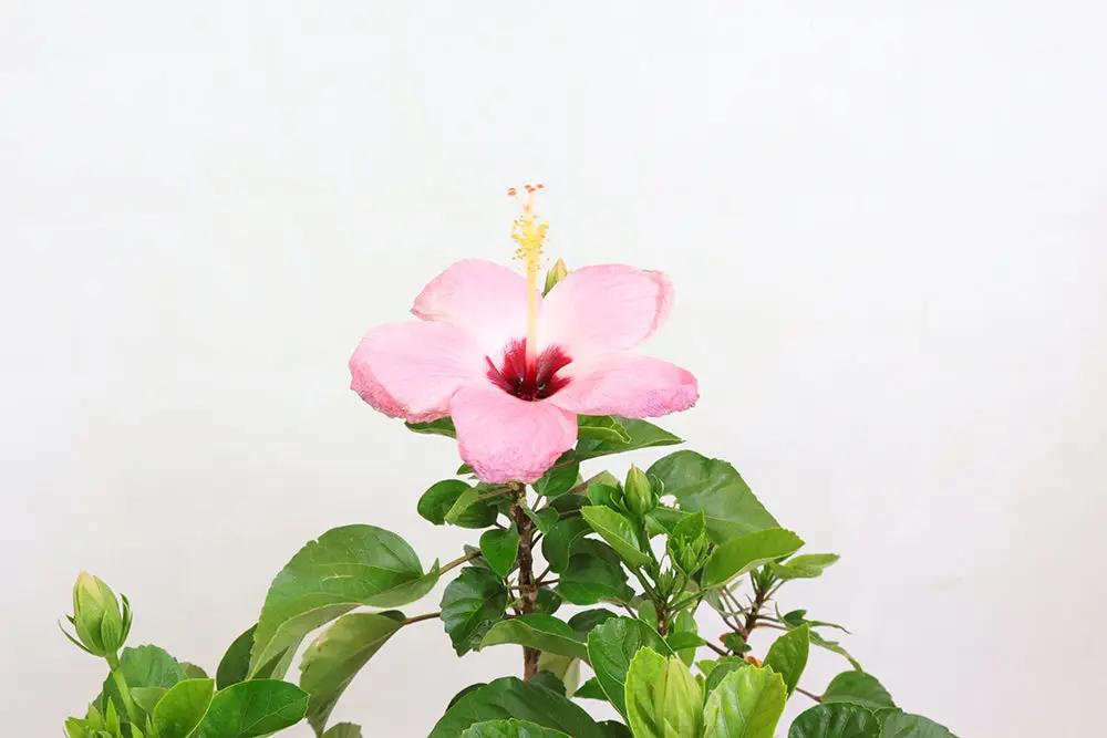 Hibiscus Pink Flower
