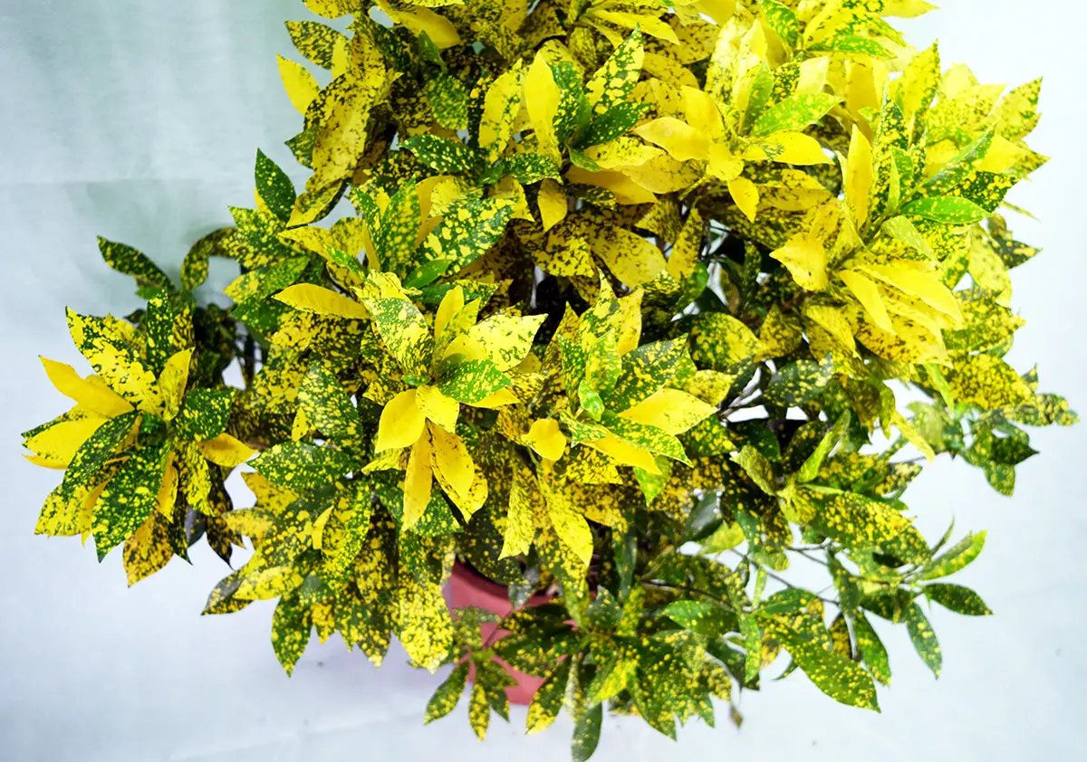 Gold Sun Garden Plus