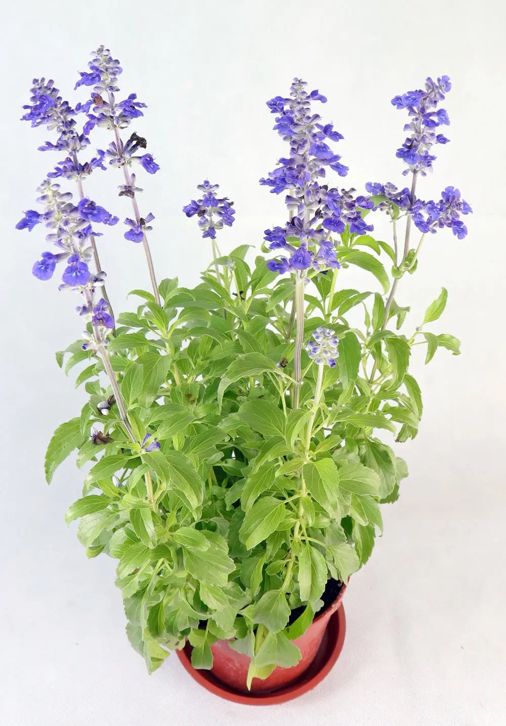 Salvia farinacea Benth Garden Plus