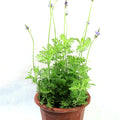 Lavender Pinnata Garden Plus