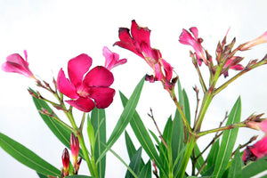 Oleander Garden Plus
