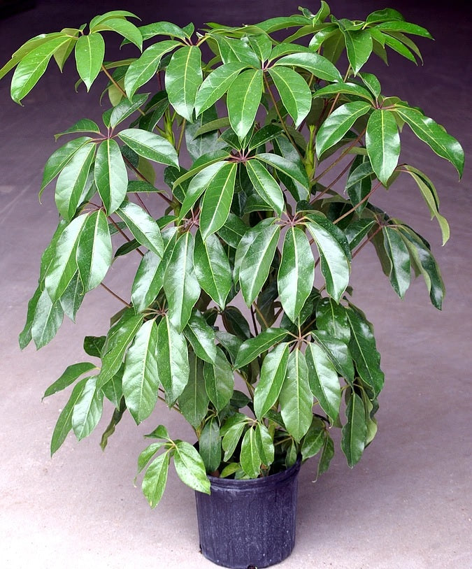 Schefflera Amate Garden Plus